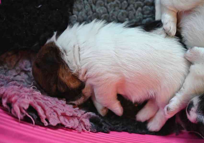 Jack Russell terier s PP - foto 12