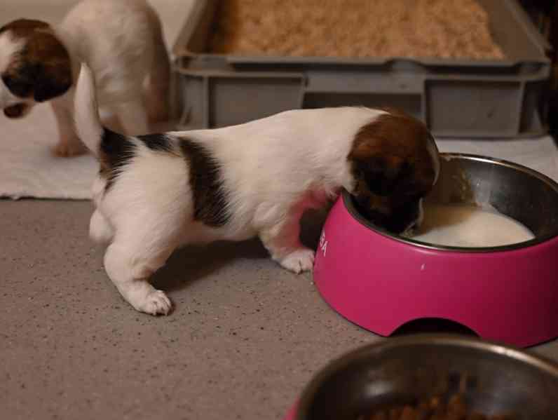 Jack Russell terier s PP - foto 10