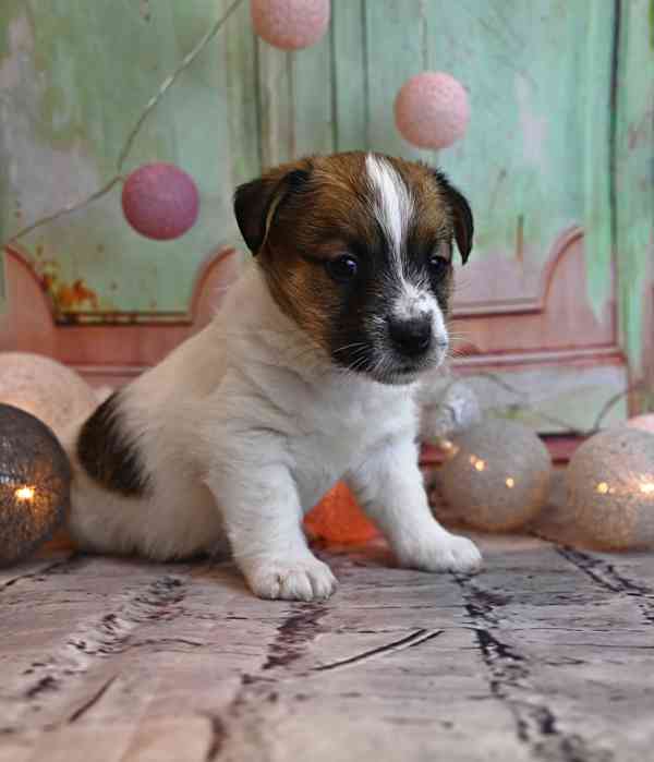 Jack Russell terier s PP - foto 1