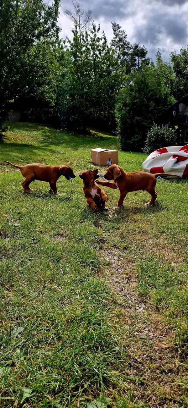 štěně - RHODÉSKÝ RIDGEBACK  - foto 10