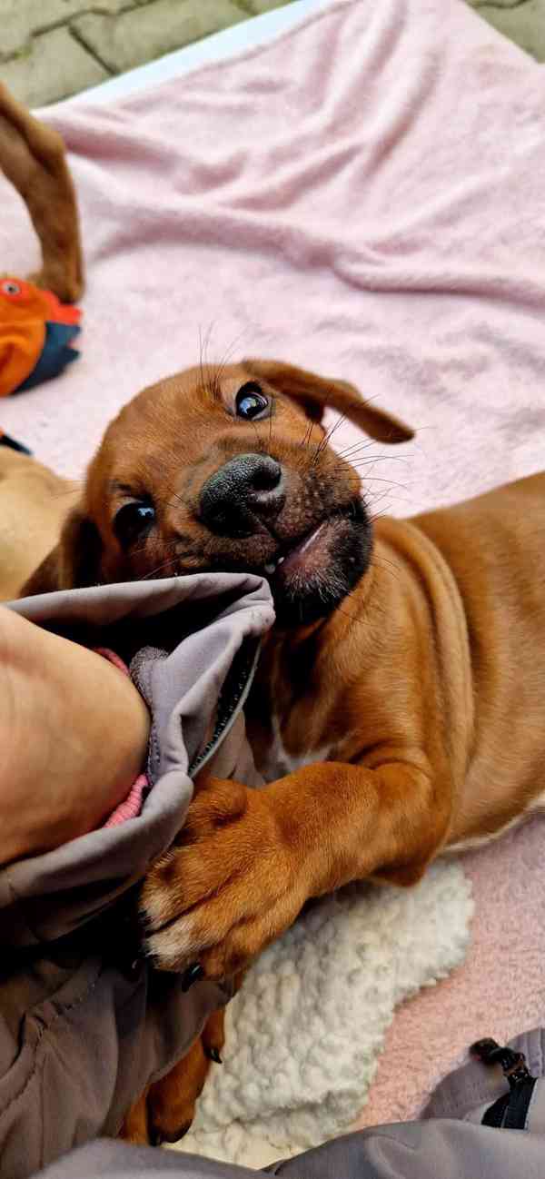 štěně - RHODÉSKÝ RIDGEBACK  - foto 6