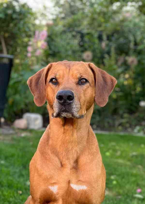 štěně - RHODÉSKÝ RIDGEBACK  - foto 16