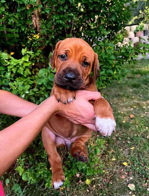 štěně - RHODÉSKÝ RIDGEBACK  - foto 4