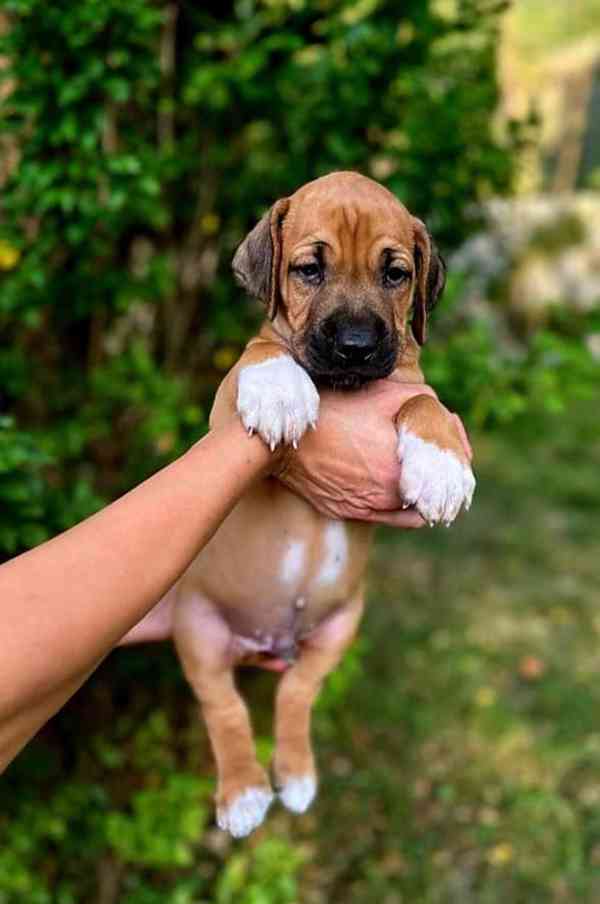 štěně - RHODÉSKÝ RIDGEBACK  - foto 2