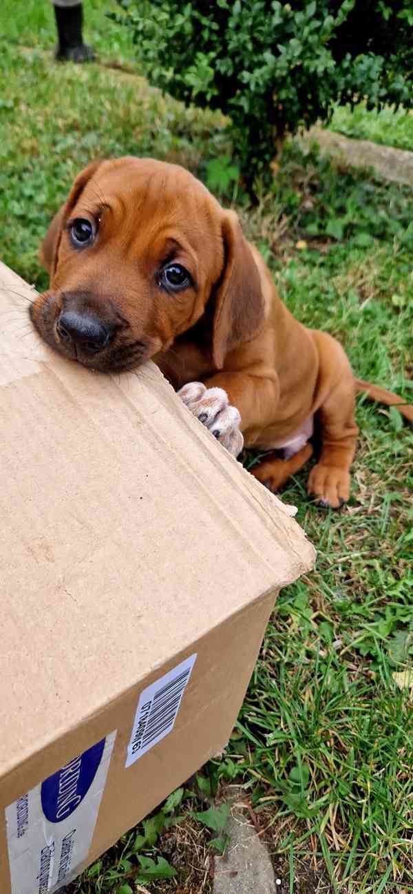 štěně - RHODÉSKÝ RIDGEBACK  - foto 8