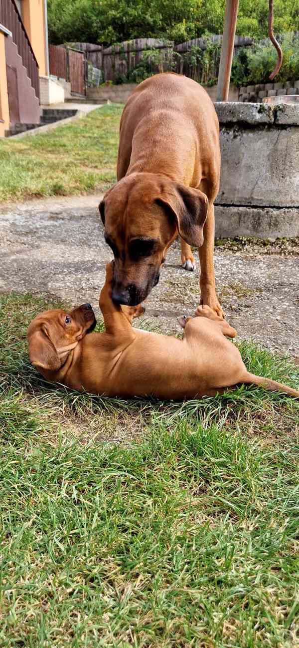 štěně - RHODÉSKÝ RIDGEBACK  - foto 11