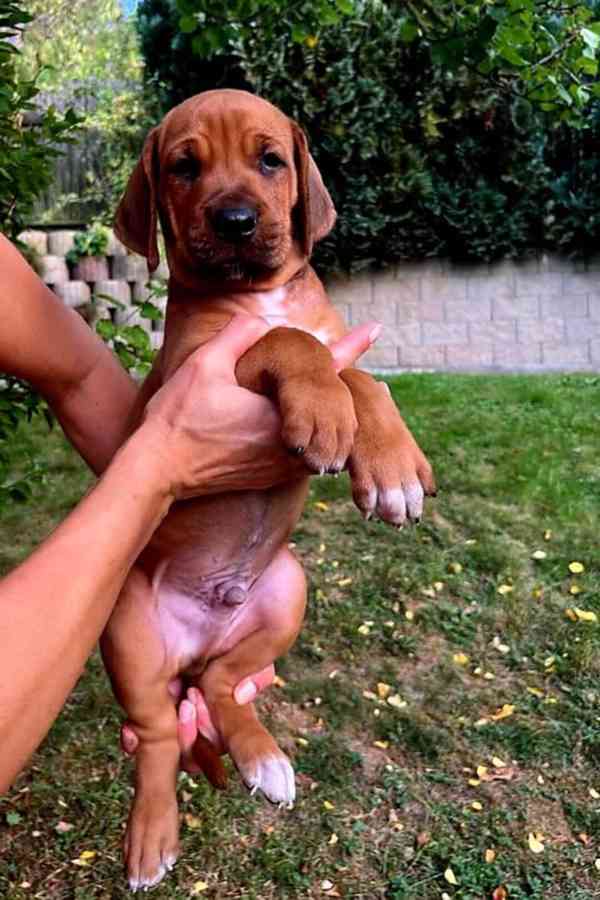 štěně - RHODÉSKÝ RIDGEBACK  - foto 3