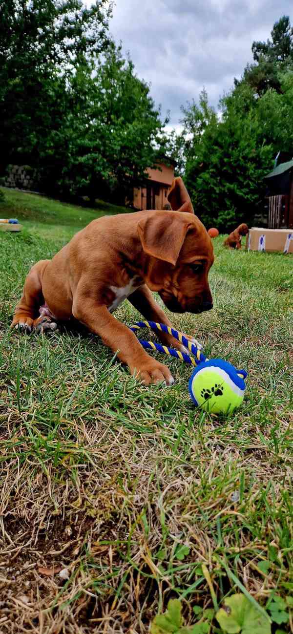 štěně - RHODÉSKÝ RIDGEBACK  - foto 5