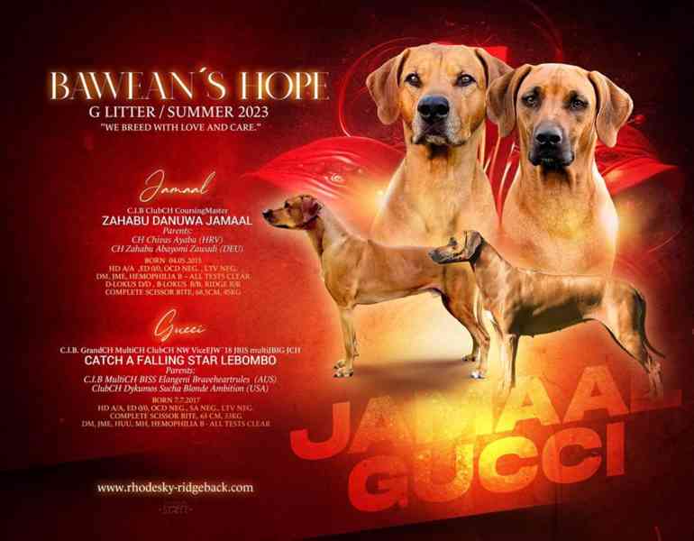 štěně - RHODÉSKÝ RIDGEBACK  - foto 14
