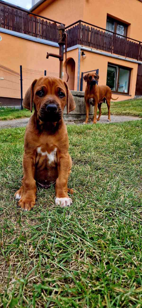štěně - RHODÉSKÝ RIDGEBACK  - foto 13