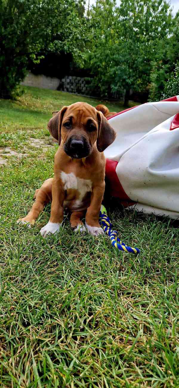 štěně - RHODÉSKÝ RIDGEBACK  - foto 9