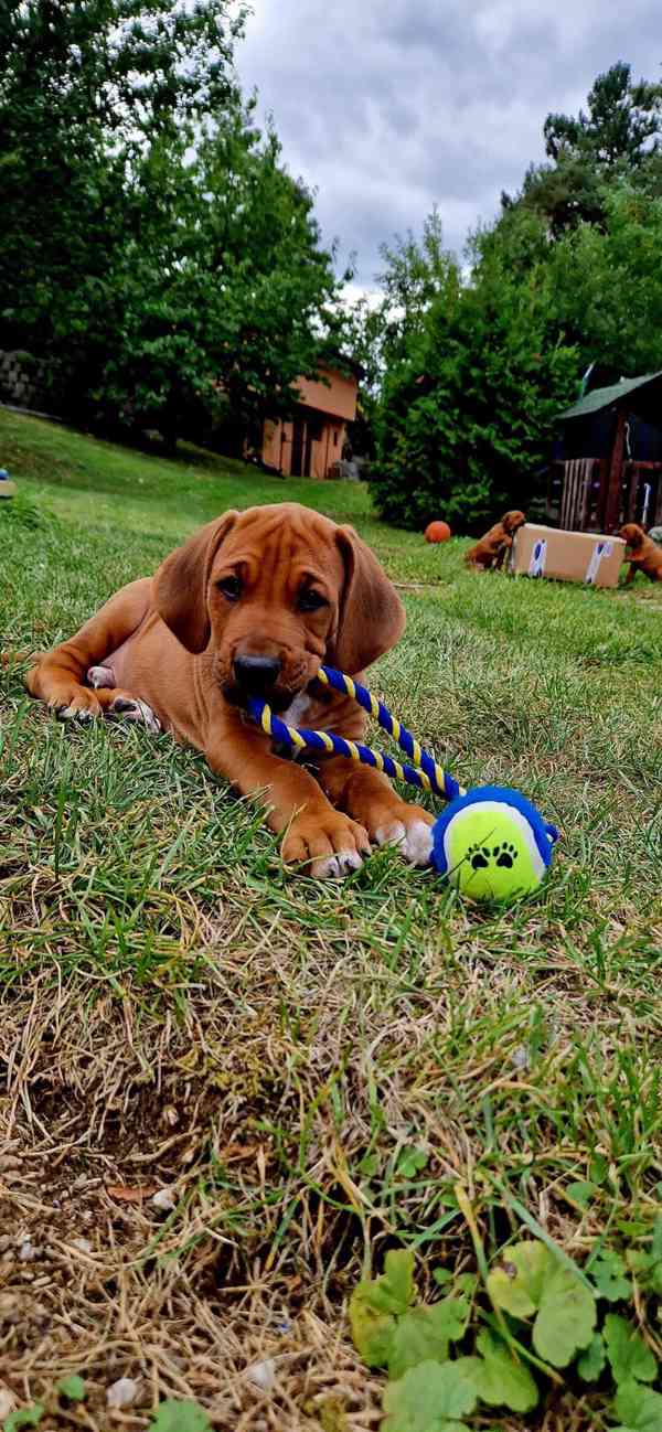 štěně - RHODÉSKÝ RIDGEBACK  - foto 12