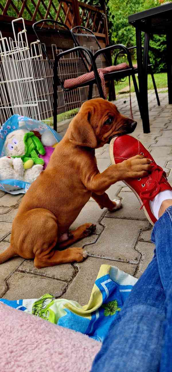 štěně - RHODÉSKÝ RIDGEBACK  - foto 7