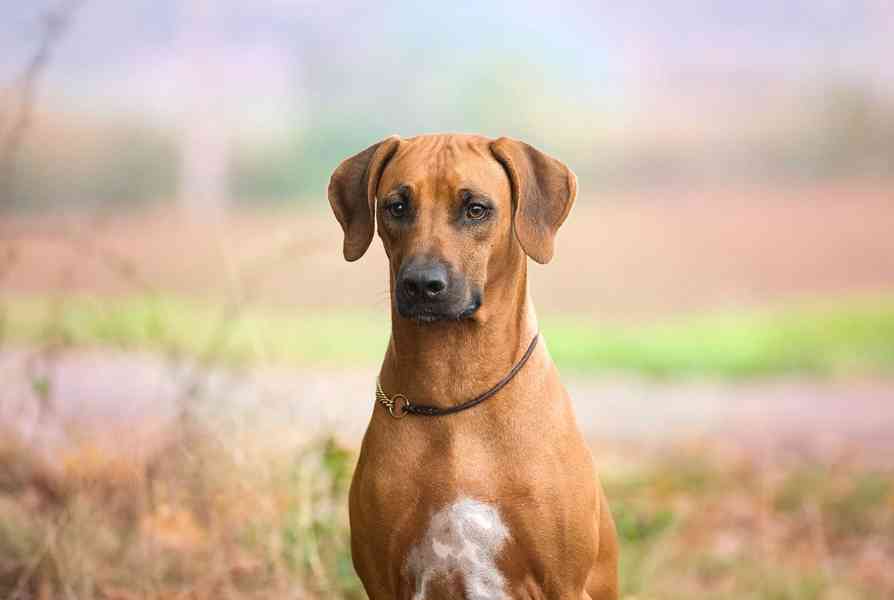 štěně - RHODÉSKÝ RIDGEBACK  - foto 15