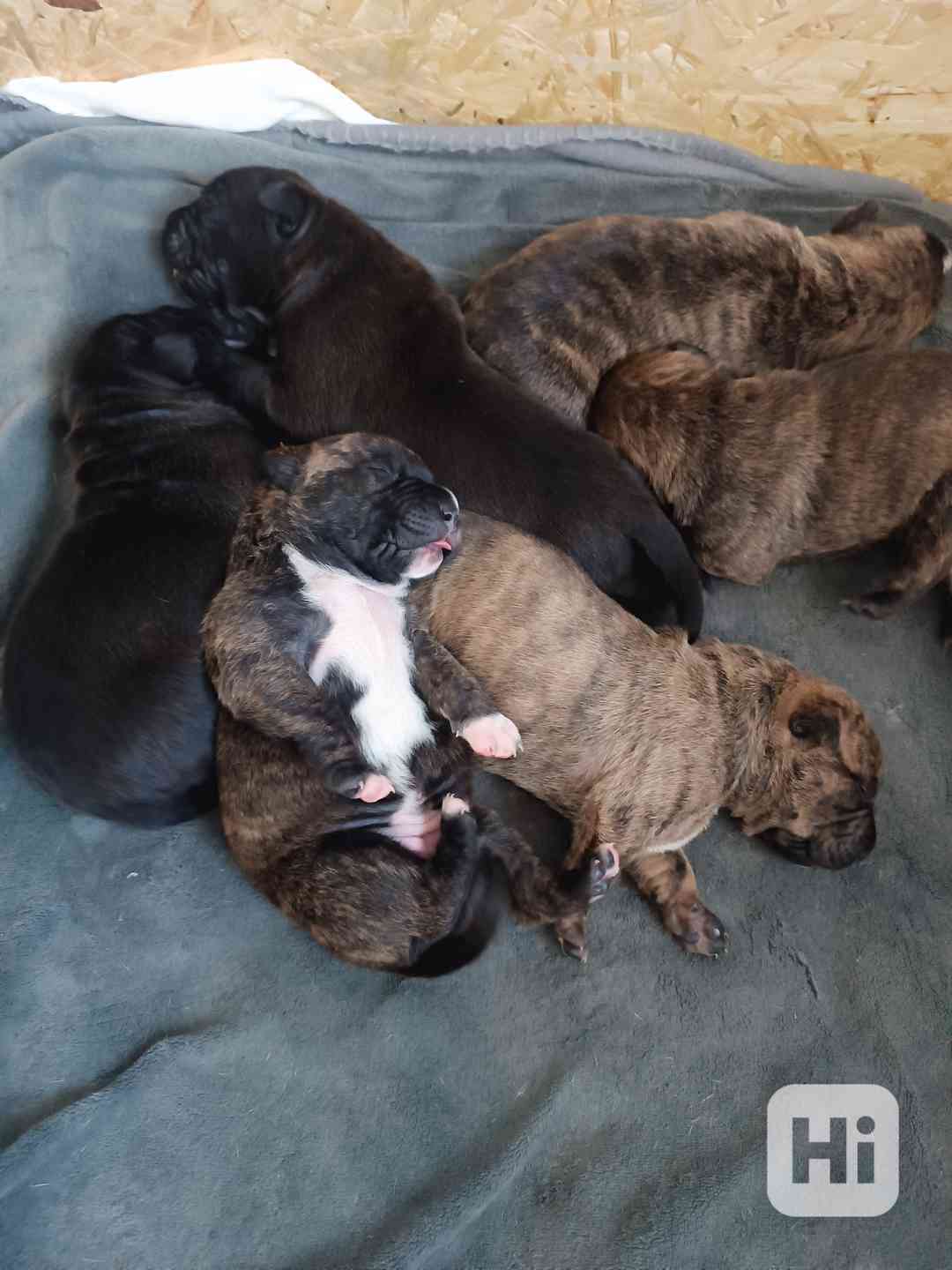 Štěňátka apbt - foto 1