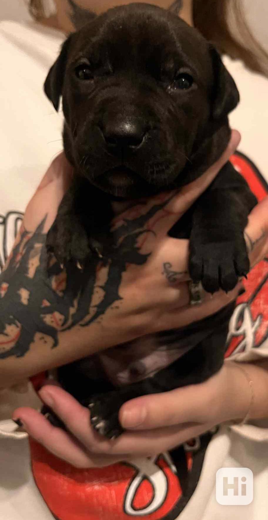 Štěňátka apbt - foto 1