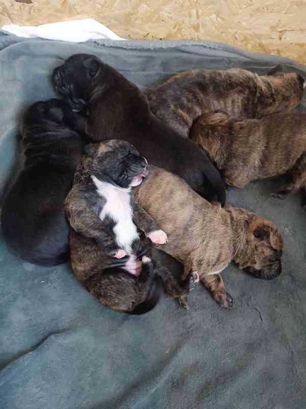 Štěňátka apbt - foto 1