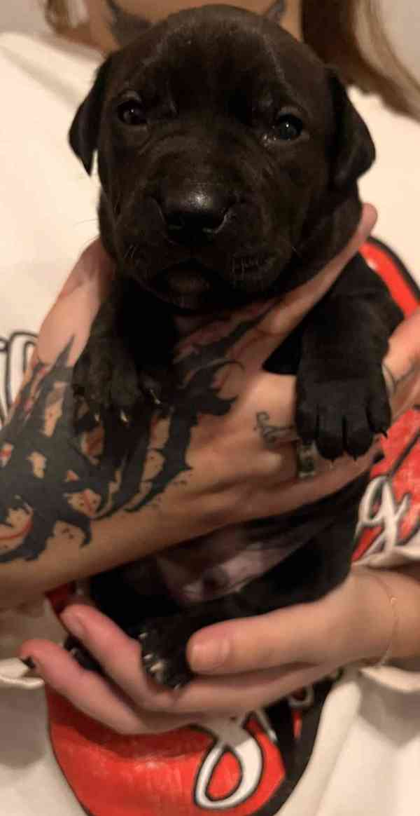 Štěňátka apbt - foto 1