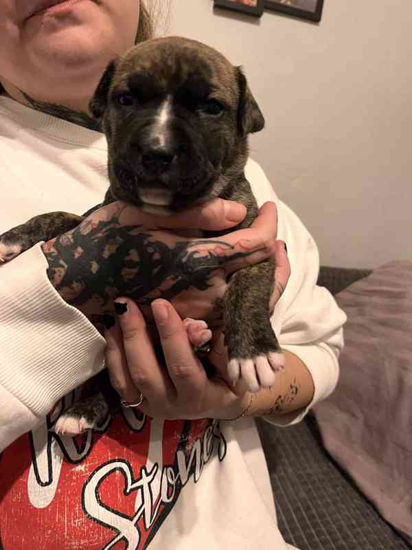 Štěňátka apbt - foto 4