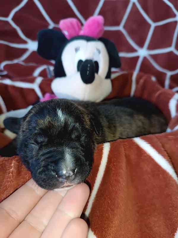 Štěňátka apbt - foto 4