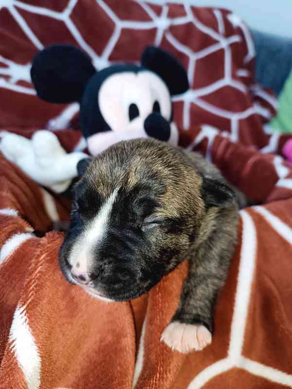 Štěňátka apbt - foto 5