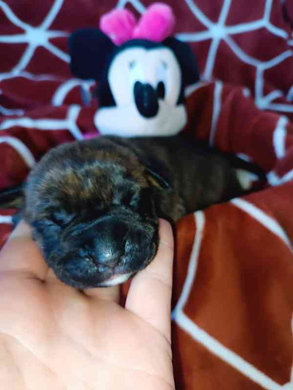 Štěňátka apbt - foto 3