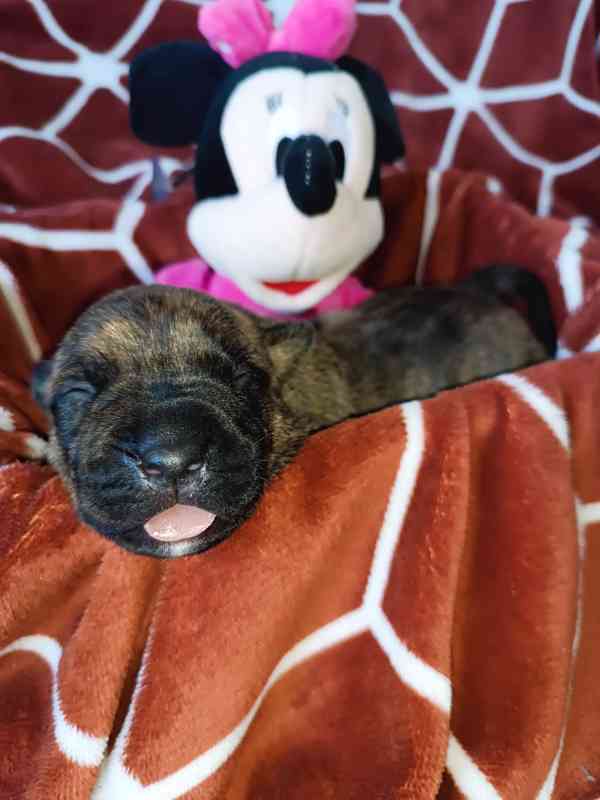 Štěňátka apbt - foto 2