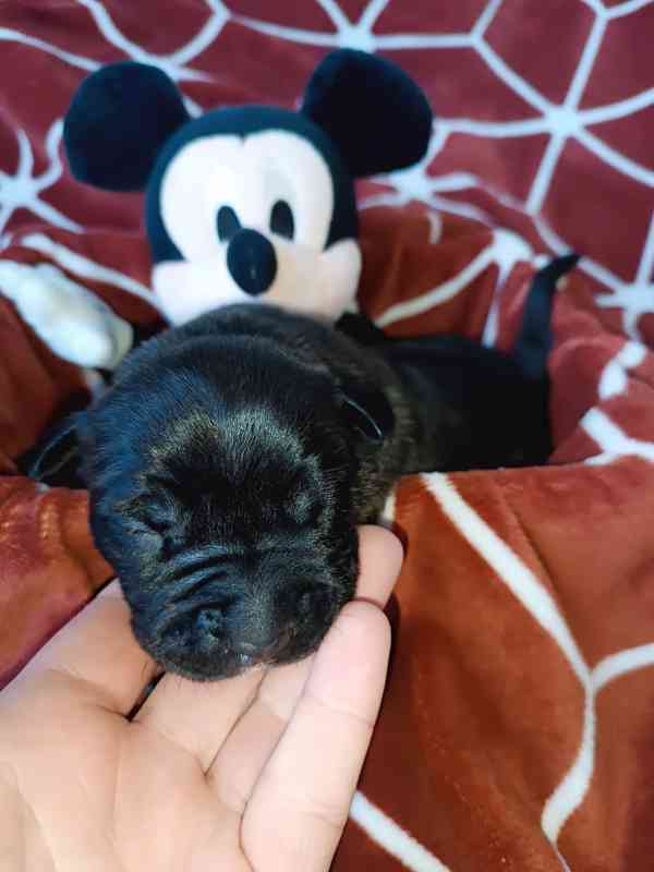 Štěňátka apbt - foto 6