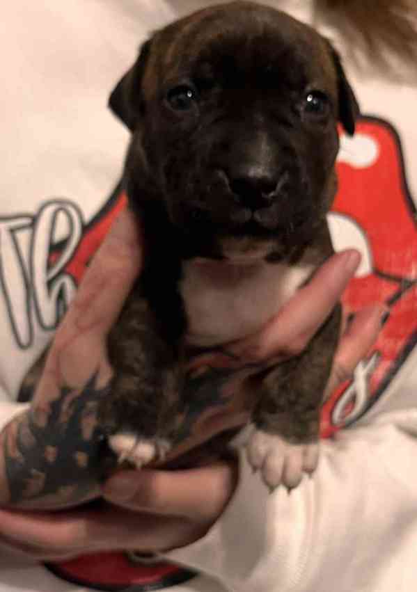 Štěňátka apbt - foto 2