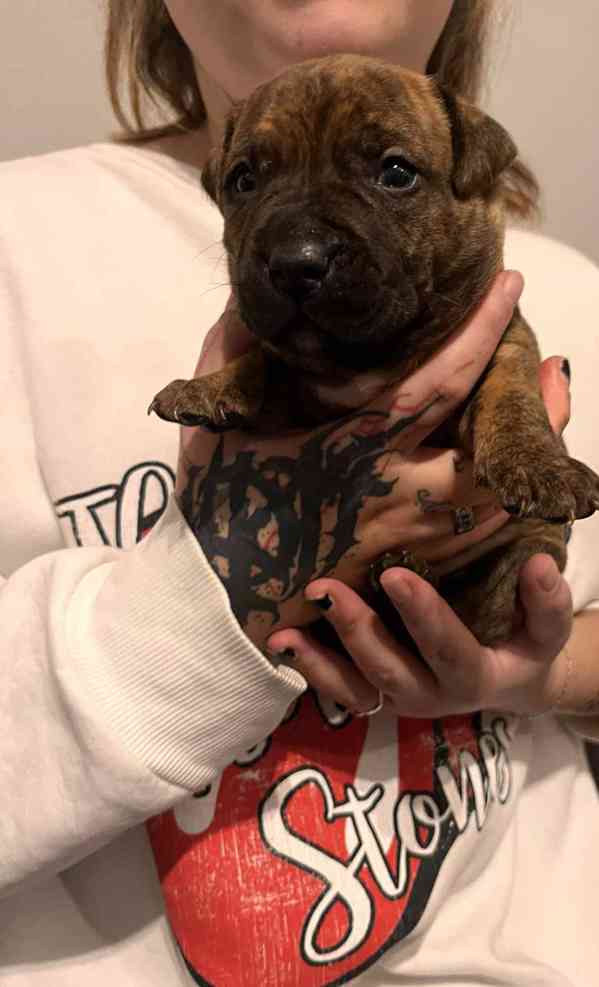 Štěňátka apbt - foto 3