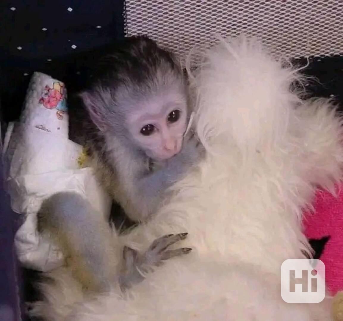  Nádherný samec a samice kapucína - foto 1