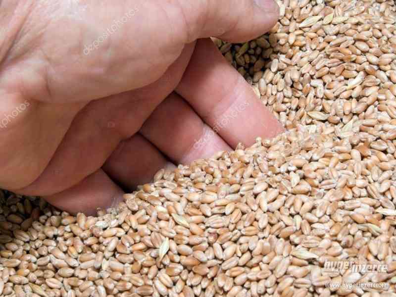 Prodej krmná pšenice - pytle a dovoz v ceně! - foto 1