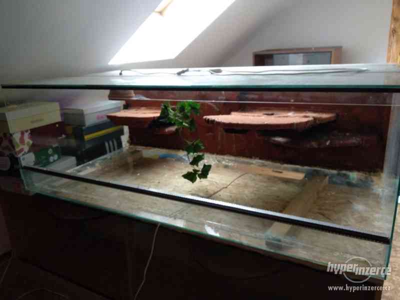 Větší terárium - foto 2