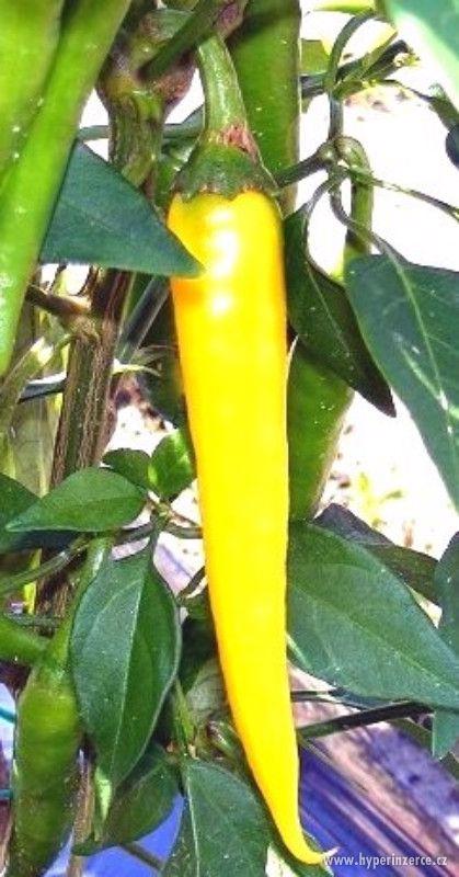 Chilli Gold Cayene Pepper - semena - foto 1