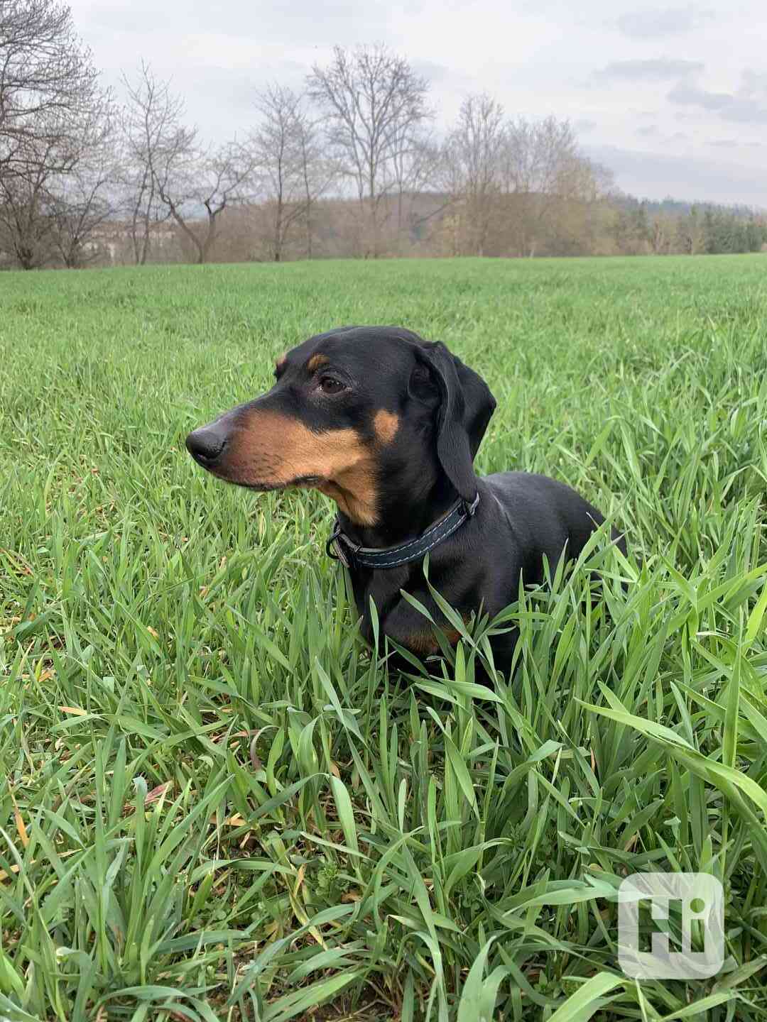 Jezevčík - krytí - foto 1