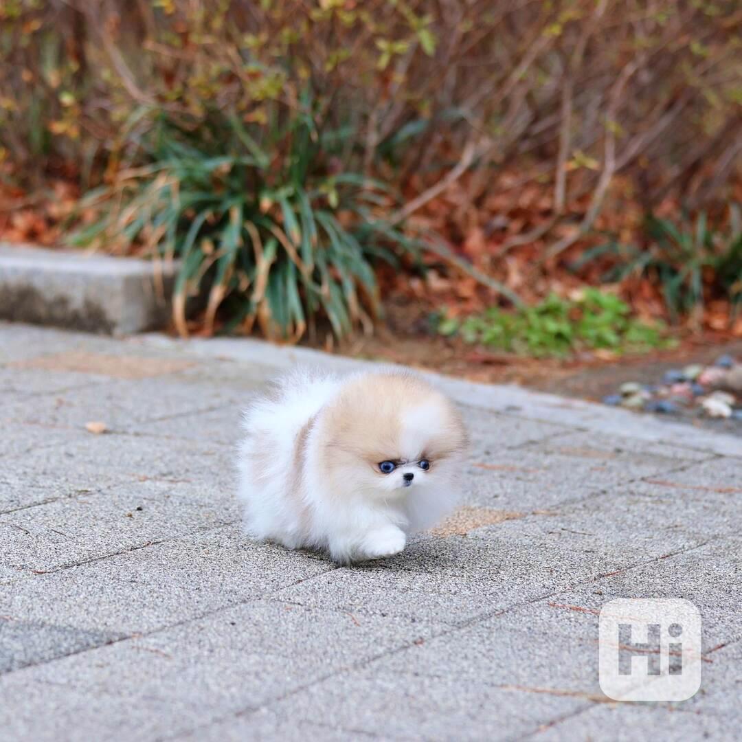 Úžasná štěňata pomeranianů od TeaCup - foto 1