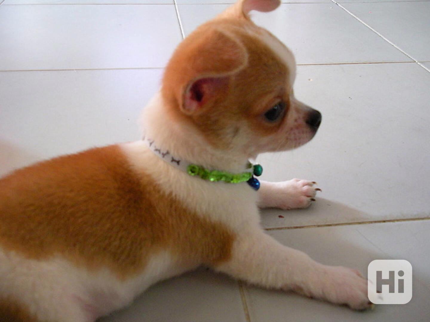 Registrovaná čivava štěňata - foto 1