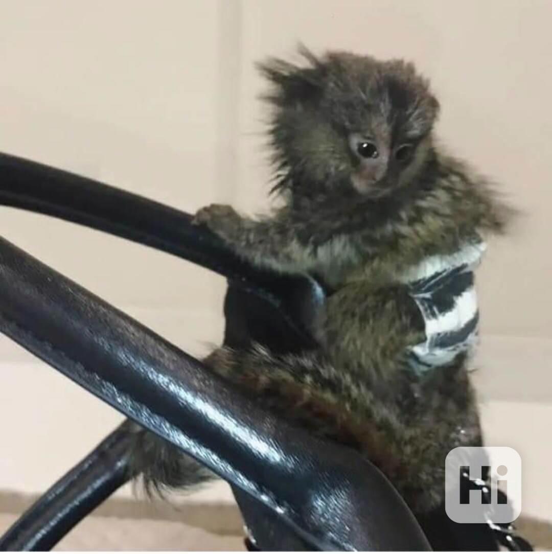 Kosmani k dispozici - foto 1