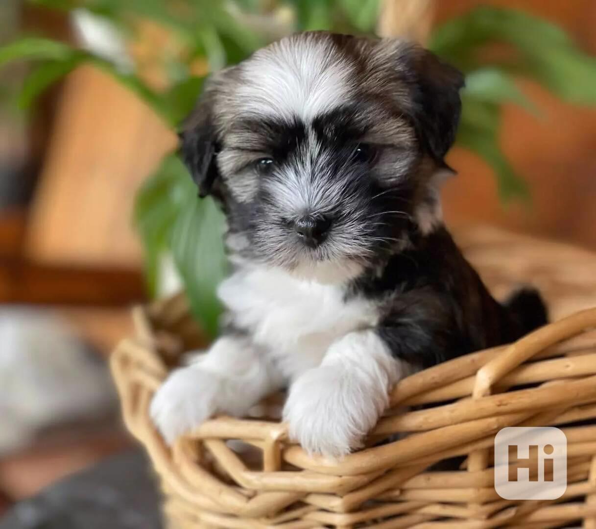 🐾🌟 Štěňata havanských psů na prodej - foto 1