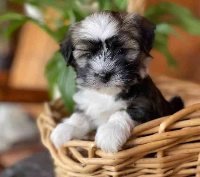 🐾🌟 Štěňata havanských psů na prodej - foto 1