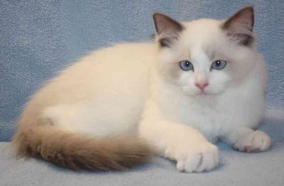 RAGDOLL kocourek: - foto 2