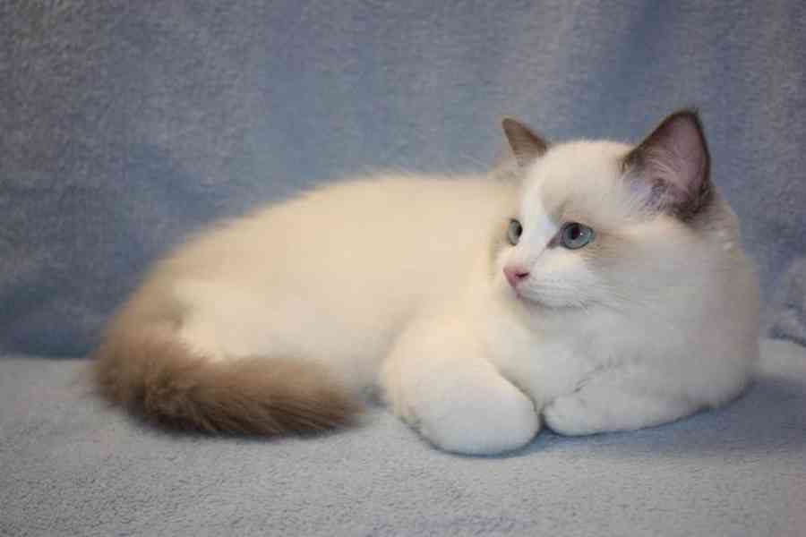RAGDOLL kocourek: - foto 4