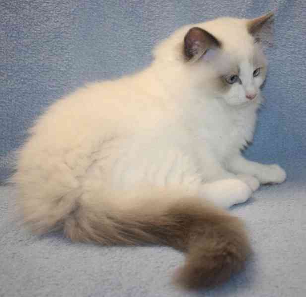 RAGDOLL kocourek: - foto 1