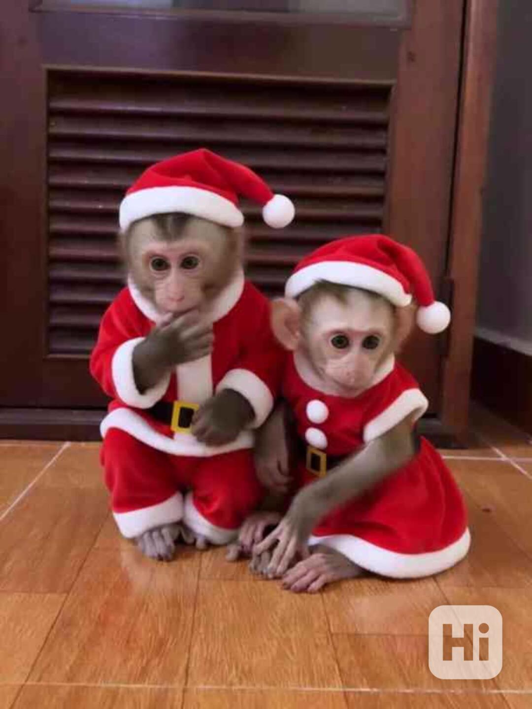 Samci a samice kapucínských opiček Dostupné k adopci - foto 1