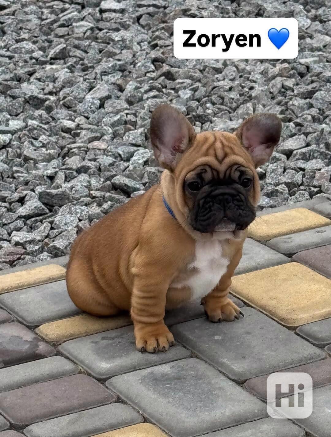 ****Francouzští buldoci ~ Světle plavá fena ~ Registrováno v - foto 1