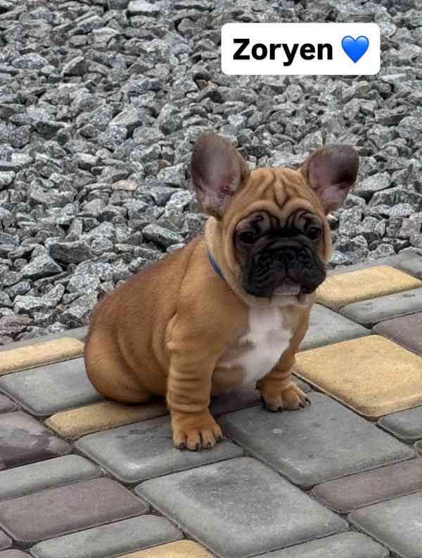 ****Francouzští buldoci ~ Světle plavá fena ~ Registrováno v - foto 1