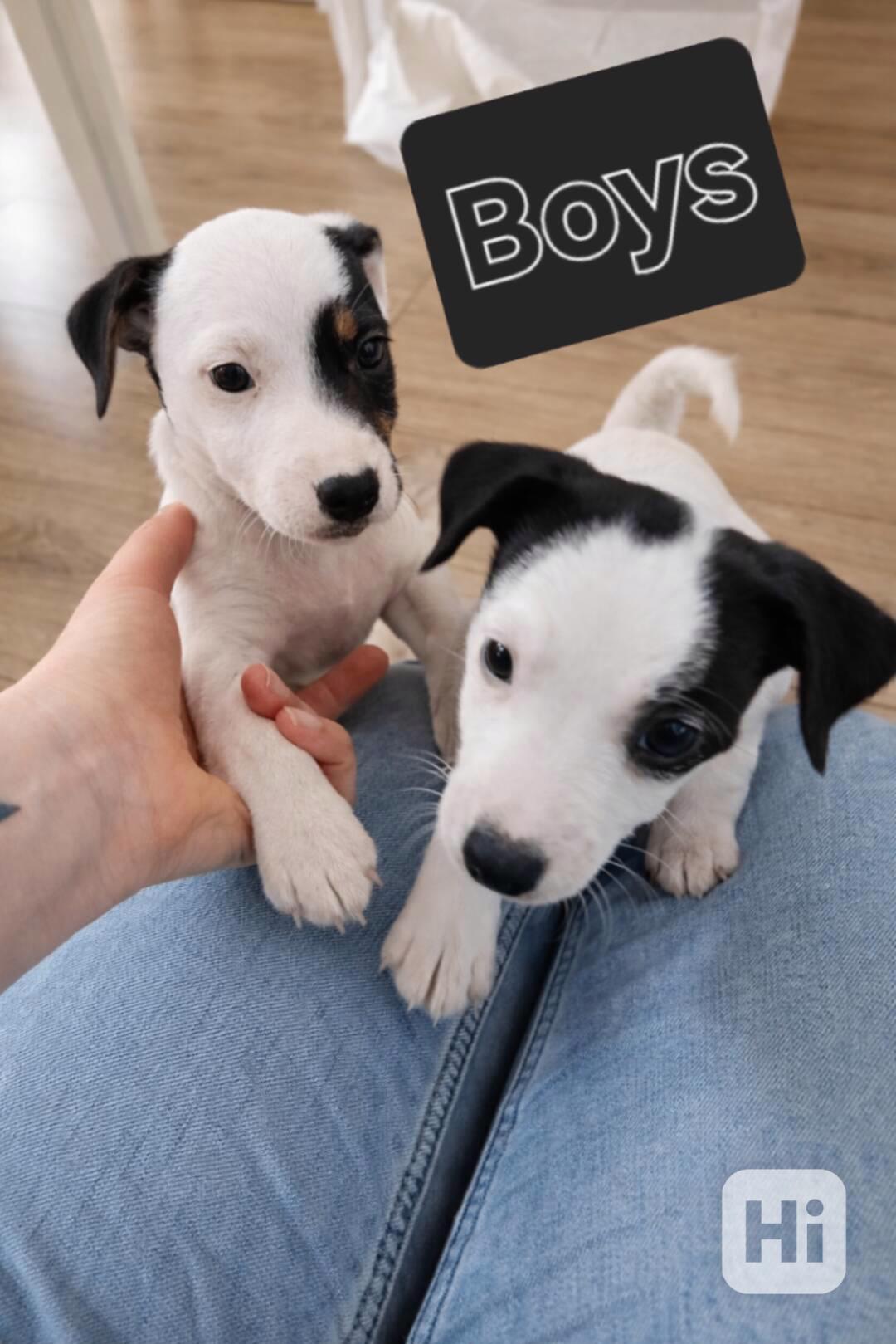 Hladkosrsty pejsek Jack Russell terier s pp  - foto 1