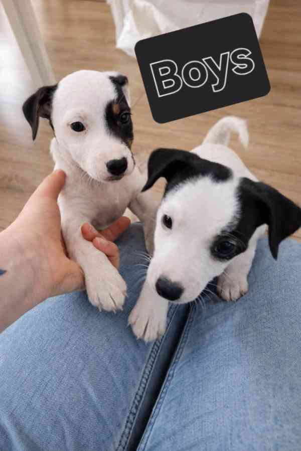 Hladkosrsty pejsek Jack Russell terier s pp  - foto 1