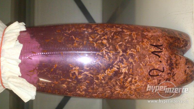 krmný hmyz, OCTOMILKY, akce 4+1 zdarma - foto 8