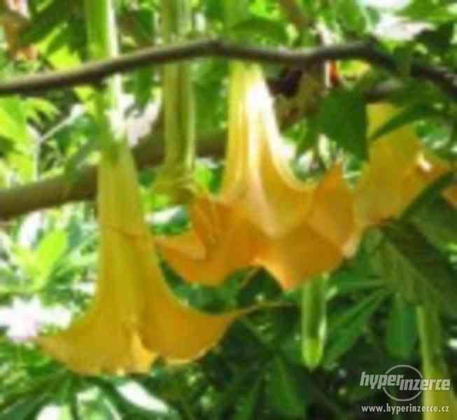 Brugmansia žlutá - sazenice - foto 1